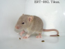 Filename=Tikus.jpg
Filesize=17KB
Dimensions=640x480
Date added=Jun 05, 2009 Tikus.jpg