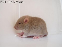 Filename=mysh.jpg
Filesize=19KB
Dimensions=640x480
Date added=Jun 05, 2009 mysh.jpg