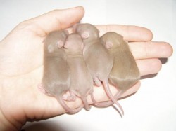port-e-carambar-males8j.jpg